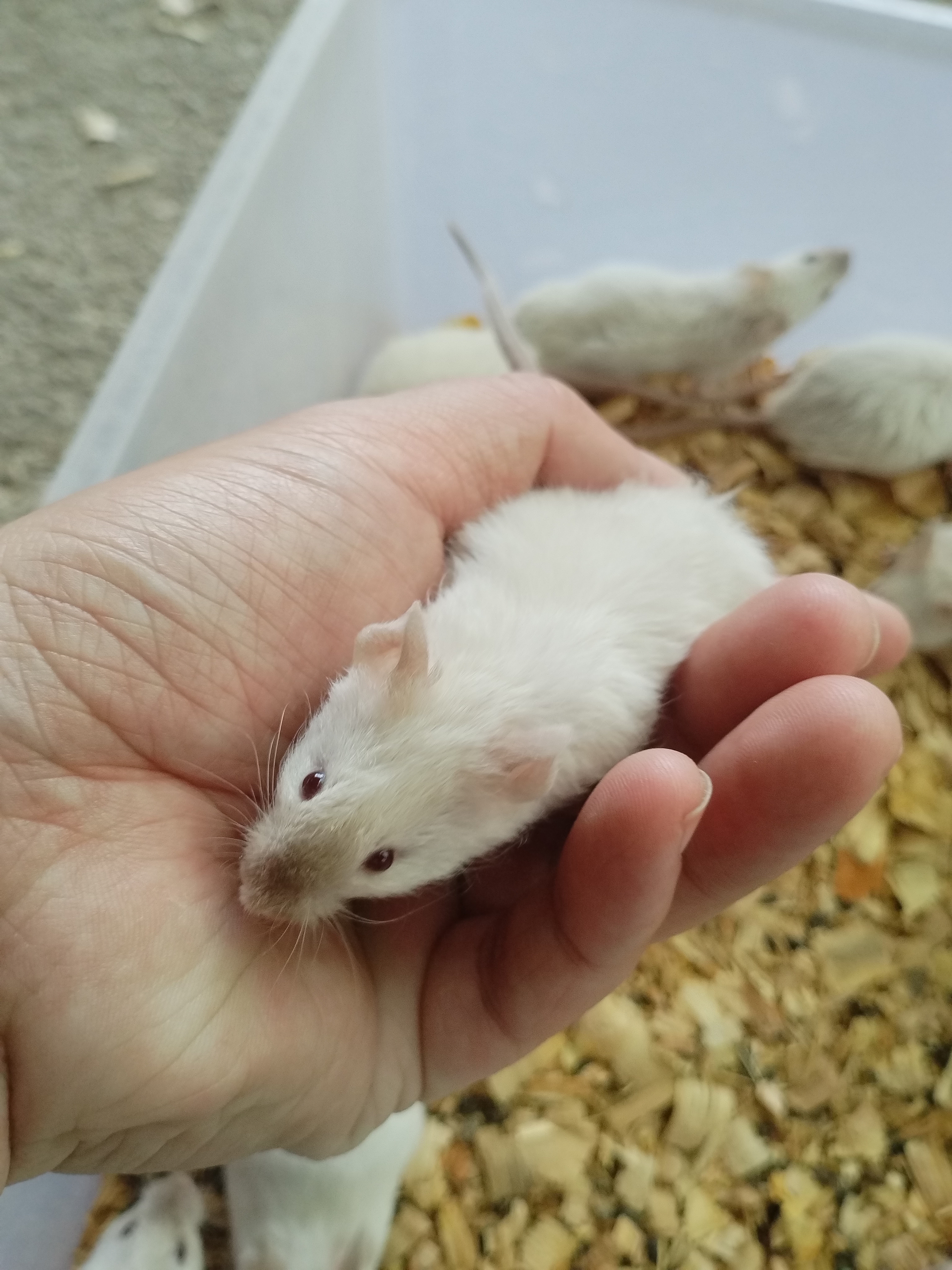 可爱可爱亲人小花枝鼠，有没有人带它回家。